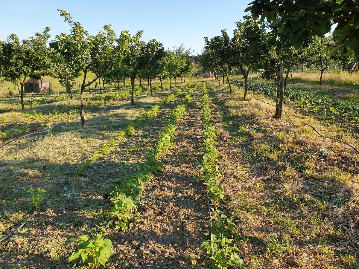 בית הארחה פייזולה 	Fattoria Di Maiano בית כפרי